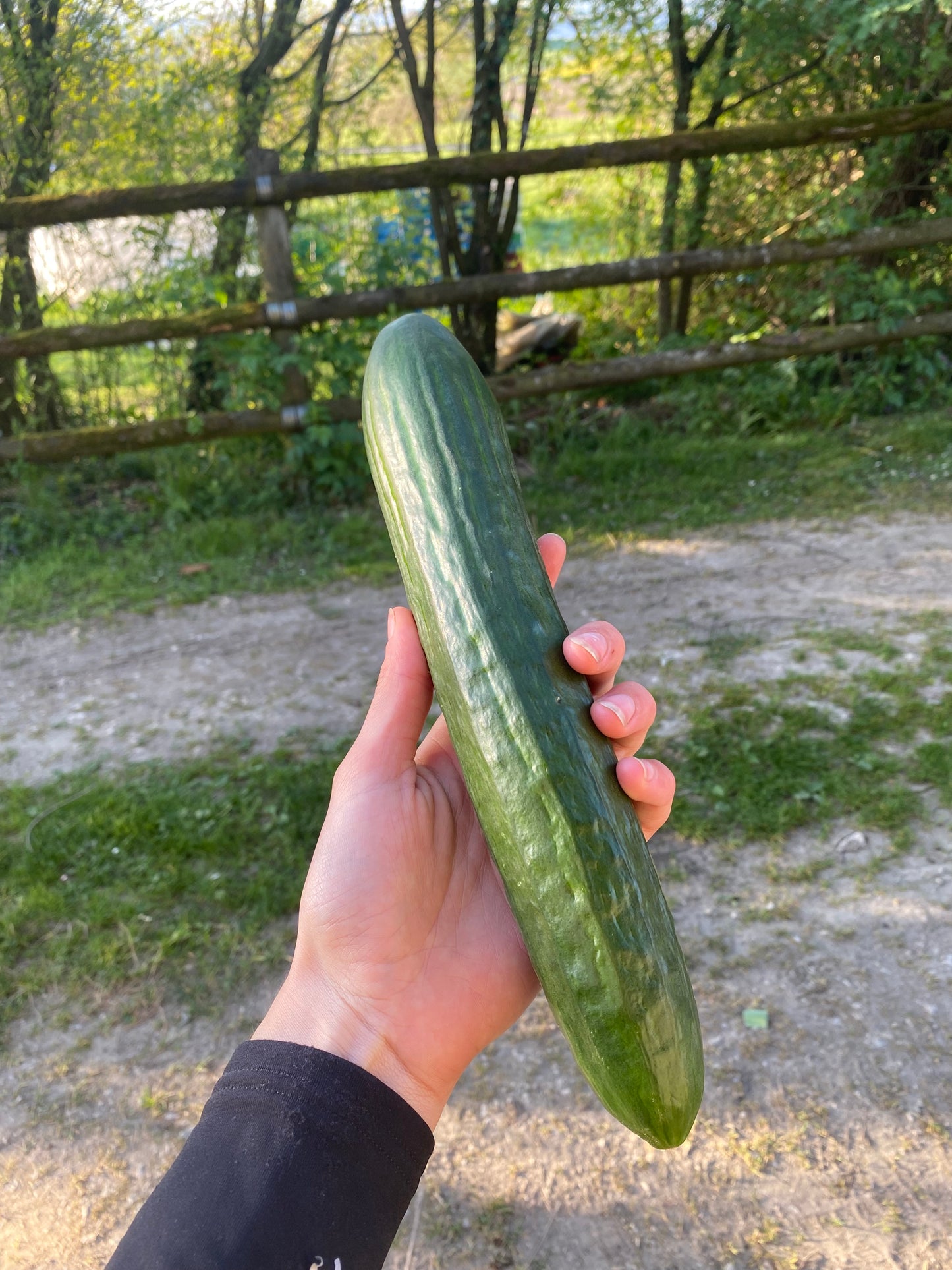 Concombre pièce
