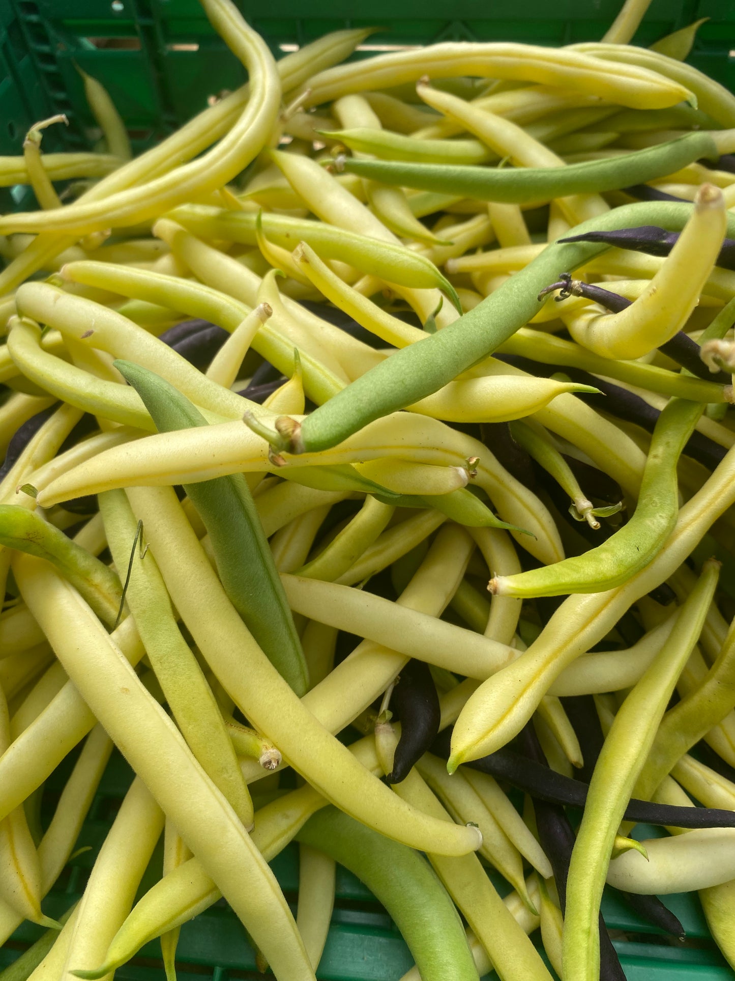Haricots 300g