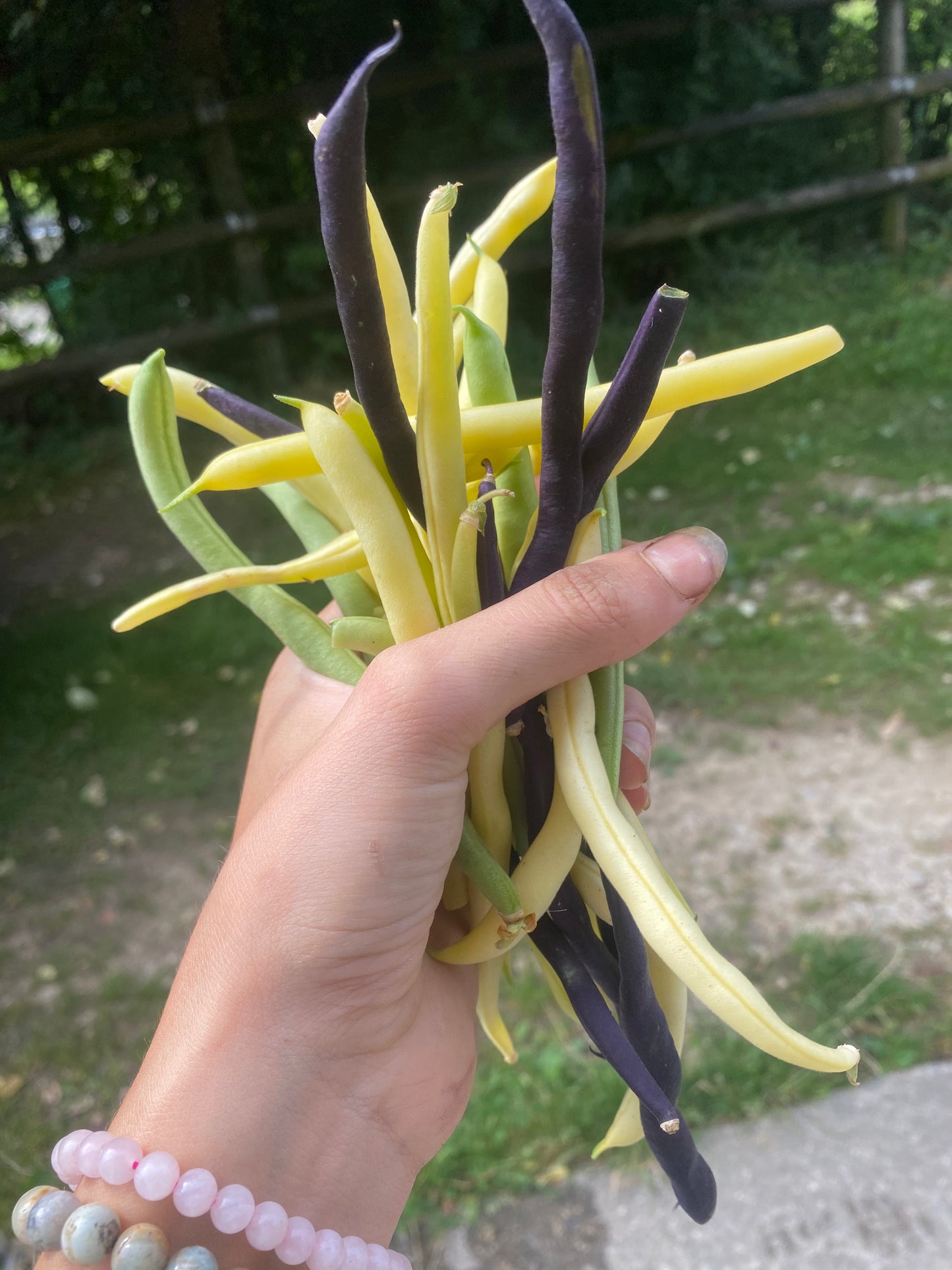 Haricots 300g