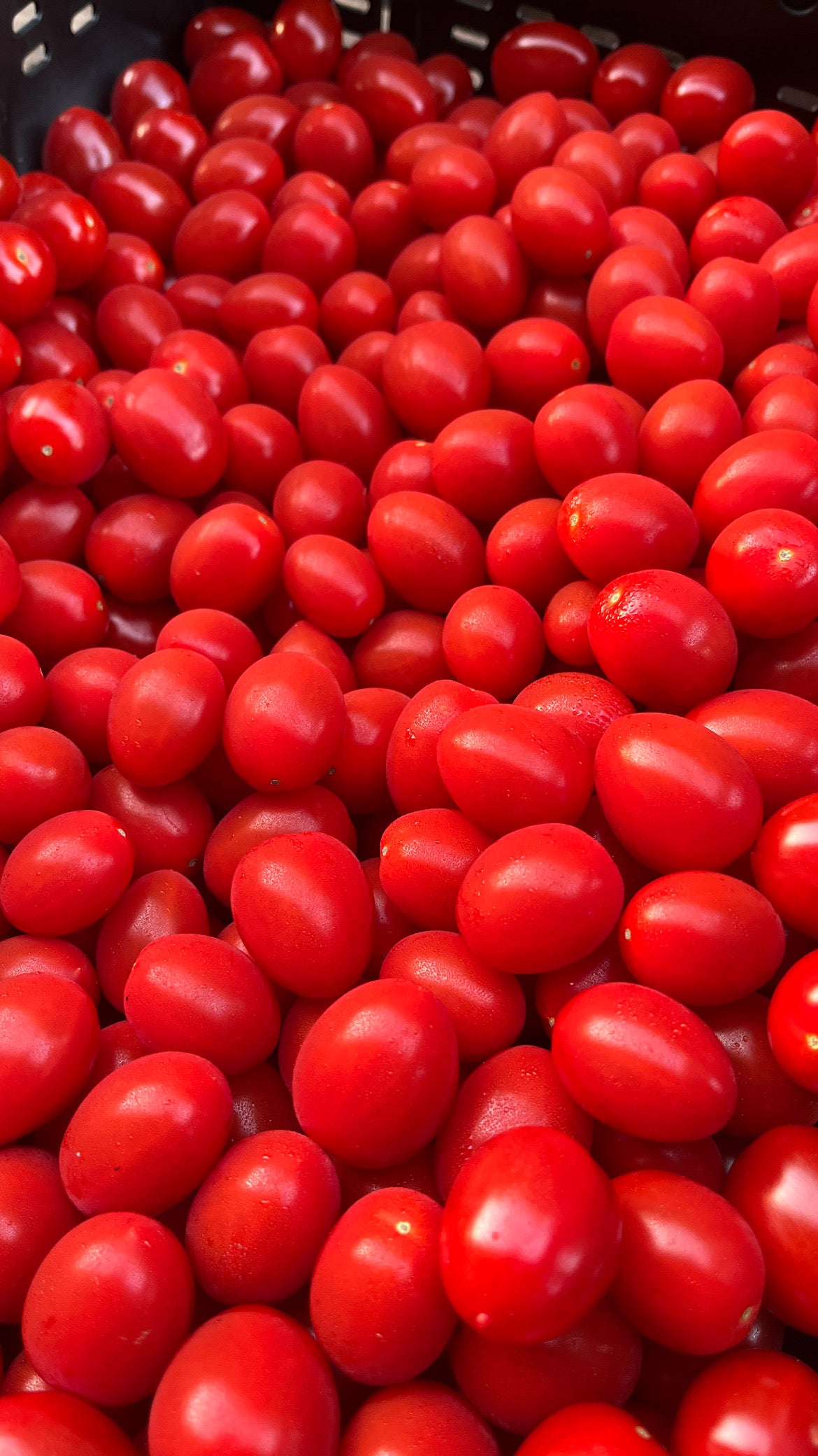 Tomates cerises bio 500g