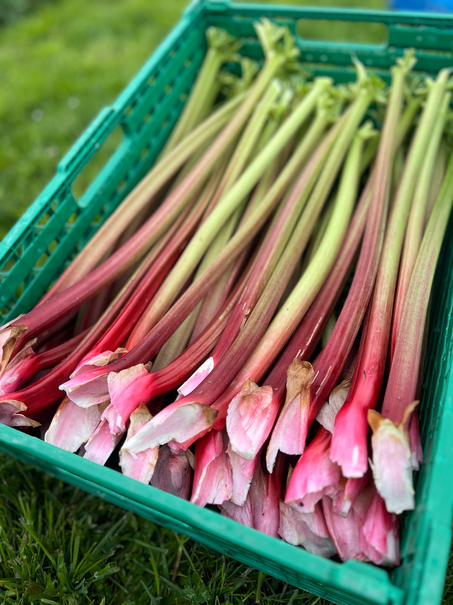Rhubarbe bio 1kg