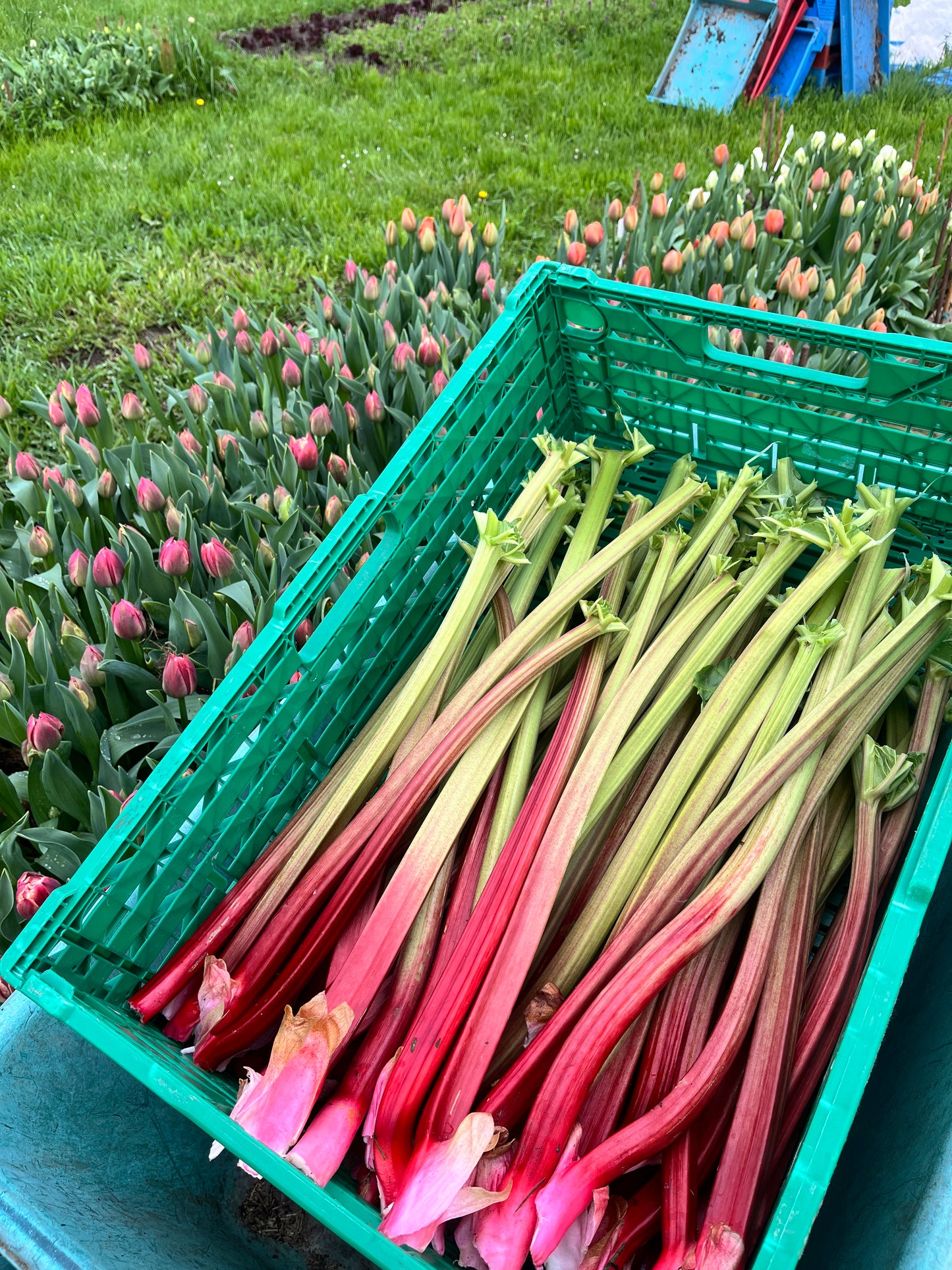 Rhubarbe bio 1kg