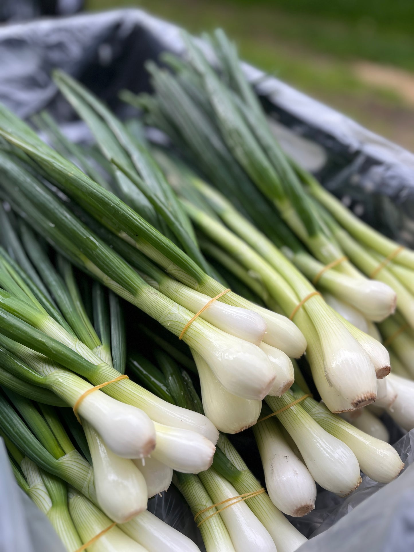 Oignons de printemps en botte