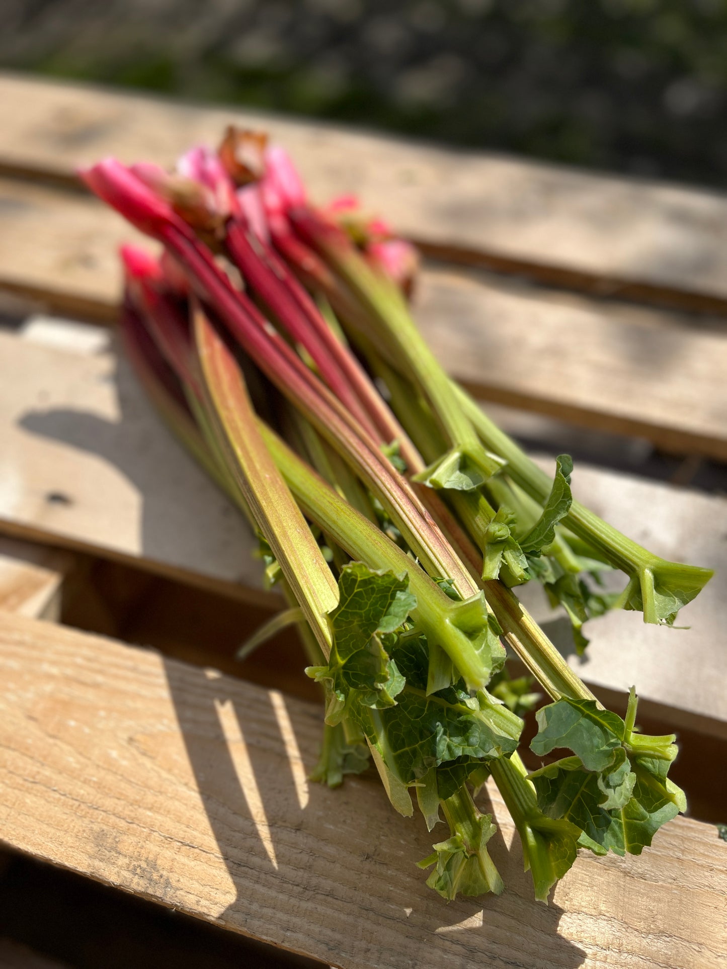 Rhubarbe bio 1kg