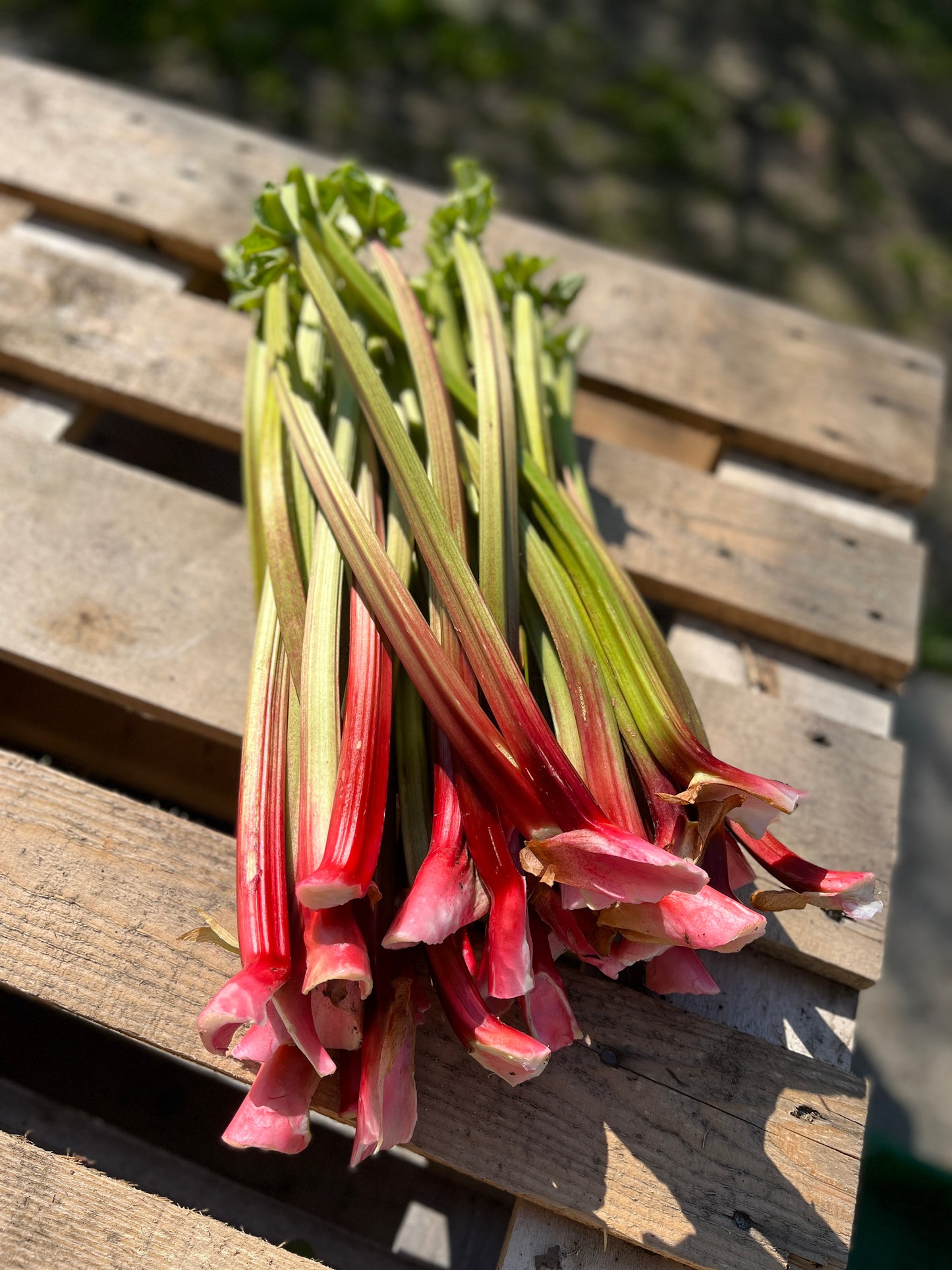 Rhubarbe bio 1kg