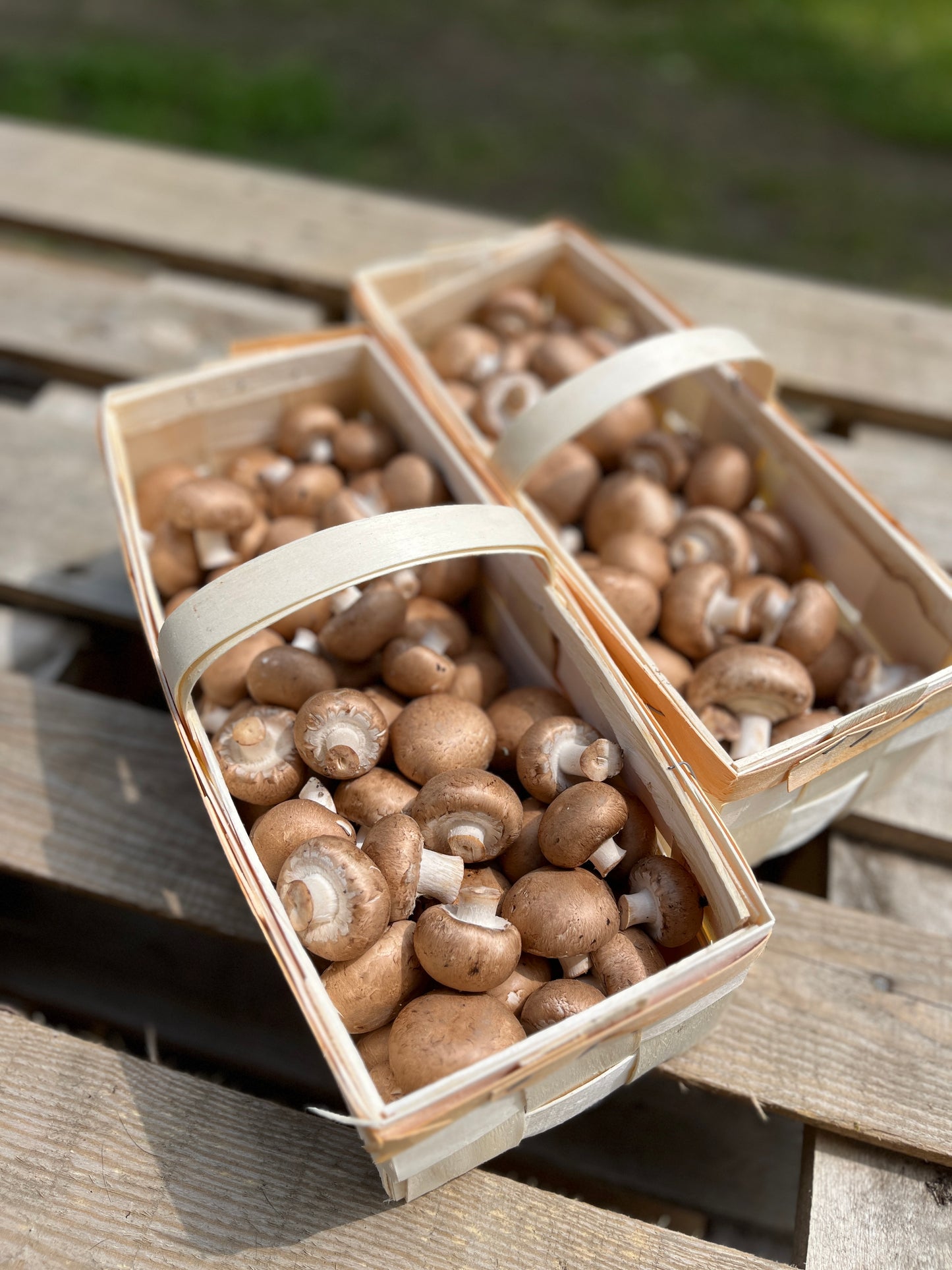 Champignons brun bio 250g