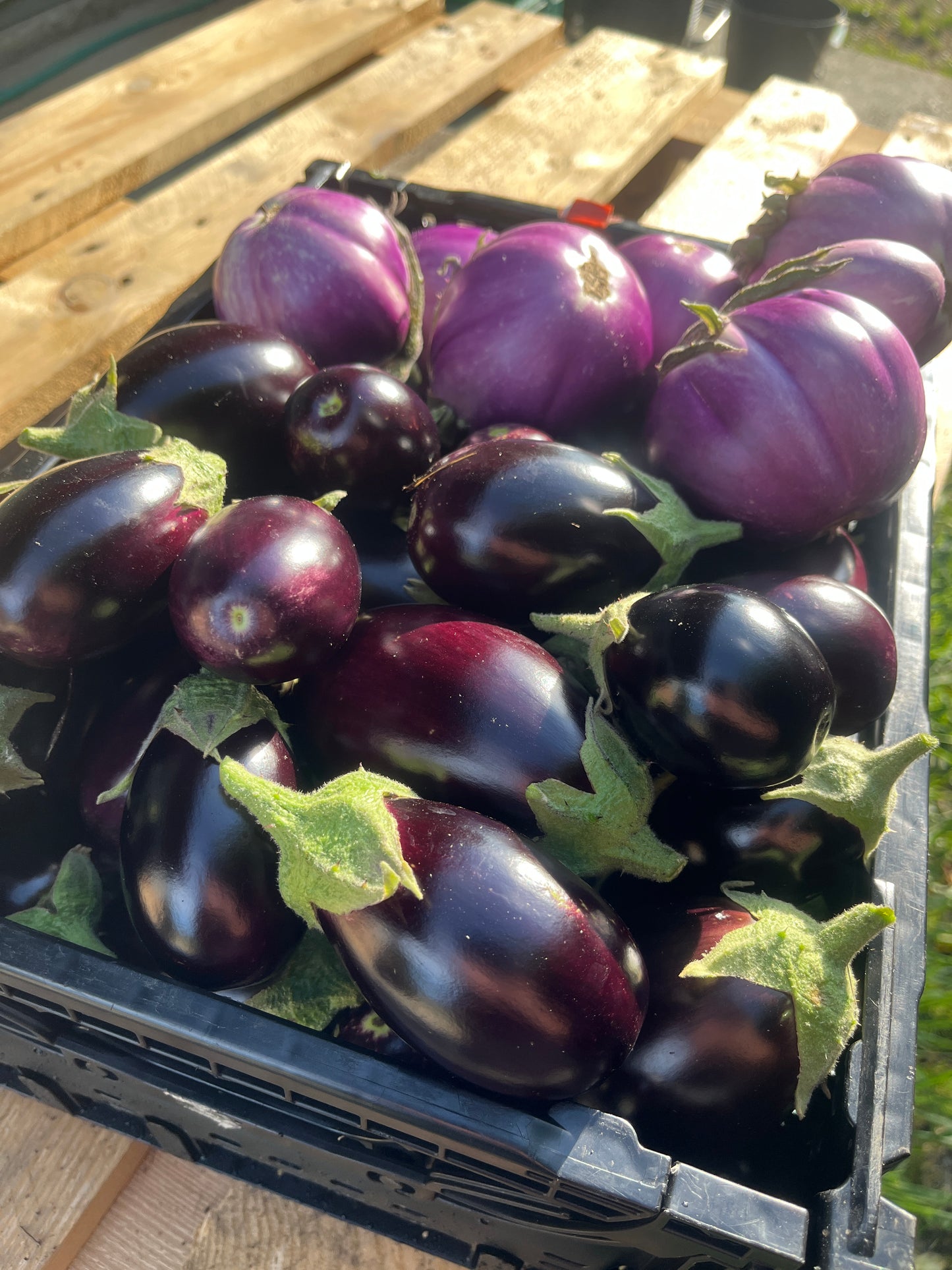 Aubergines bio 500g
