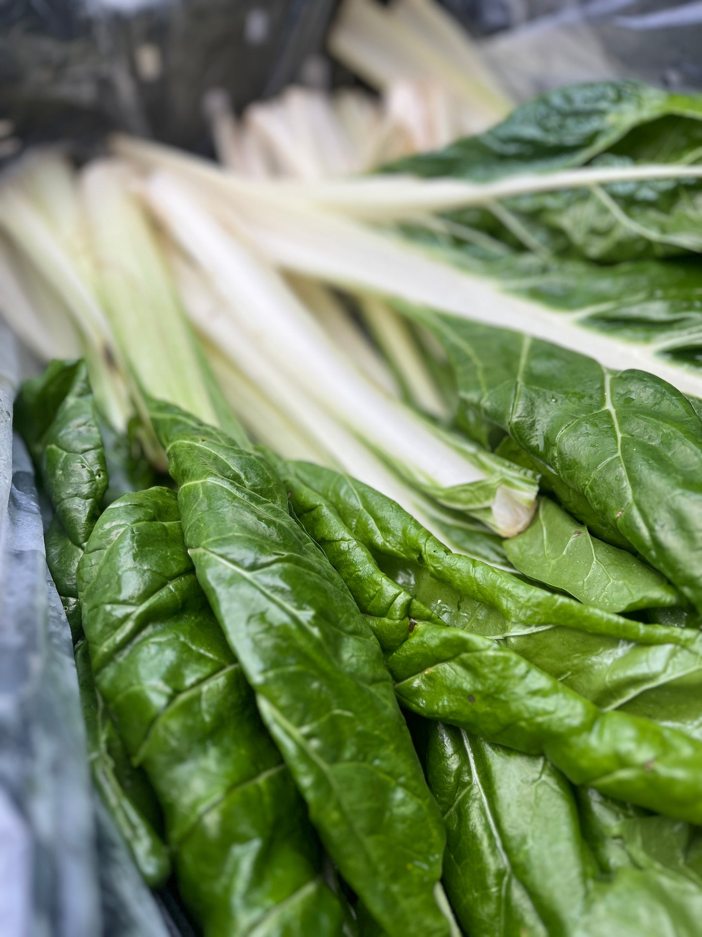 Côtes de bette bio 500g